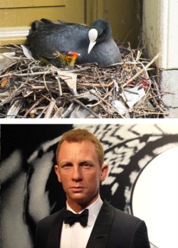 Brooding coot, brooding Daniel Craig